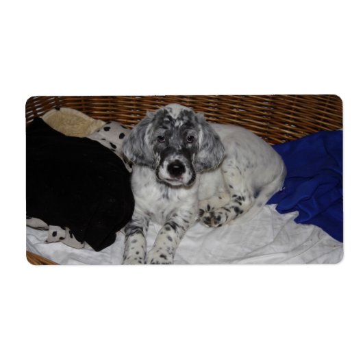 Engelse Setter Puppy Etiket (Voorkant)