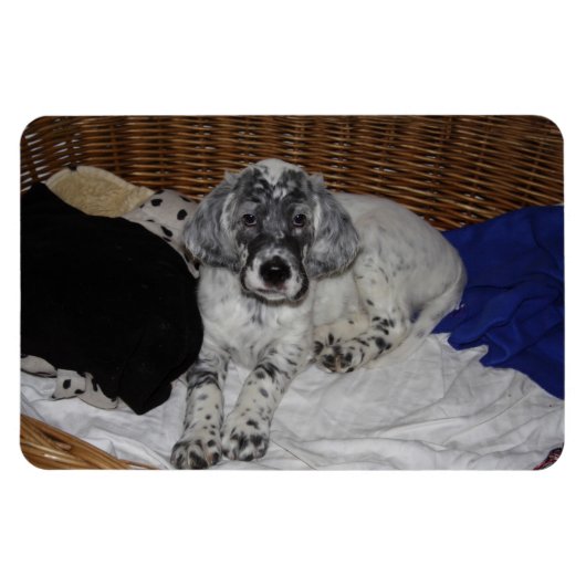 Engelse Setter Puppy Magneet (Horizontaal)