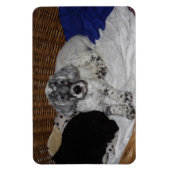Engelse Setter Puppy Magneet (Verticaal)