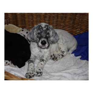 Engelse Setter Puppy Perfect Poster