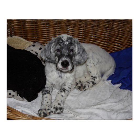 Engelse Setter Puppy Perfect Poster (Voorkant)