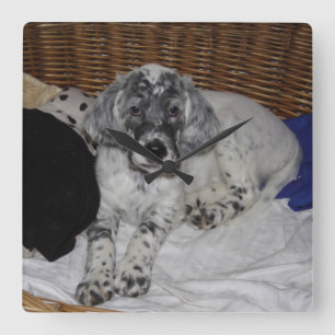 Engelse Setter Puppy Vierkante Klok
