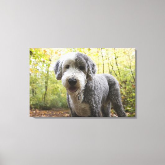 Engelse Sheepdog-puppy in het bos Canvas Afdruk (Voorkant)