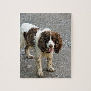 engelse springer spaniel full.png legpuzzel