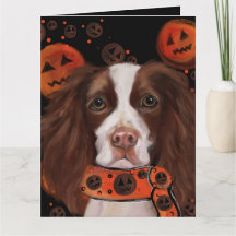 Engelse Springer Spaniel       