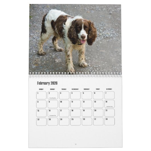 Engelse Springer Spaniel Kalender (Feb 2026)