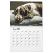 Engelse Springer Spaniel Kalender (Jan 2026)