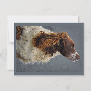 Engelse Springer Spaniel Lever & Wit Opzoeken Briefkaart