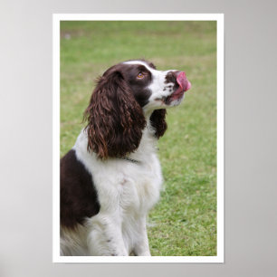 Engelse Springer Spaniel Licking Lips Poster