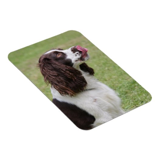 Engelse Springer Spaniel Licking Nose Magneet (Rechterzijde)