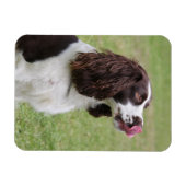 Engelse Springer Spaniel Licking Nose Magneet (Horizontaal)
