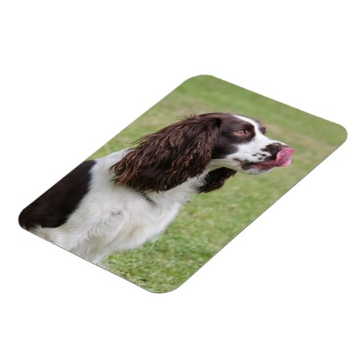 Engelse Springer Spaniel Licking Nose Magneet (Linkerzijde)