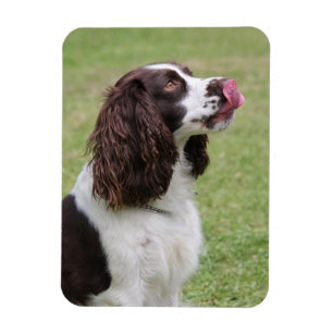 Engelse Springer Spaniel Likt Neus Magneet