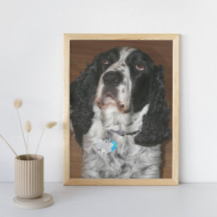 Engelse Springer Spaniel Pet Dog Foto Afdruk