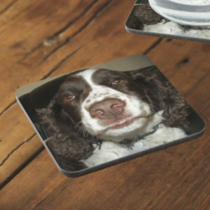 Engelse Springer Spaniel Pet Foto Bier Onderzetter