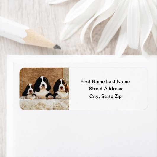 Engelse Springer Spaniel-Puppies Etiket (Insitu)