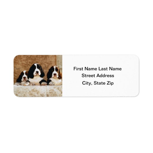 Engelse Springer Spaniel-Puppies Etiket (Voorkant)