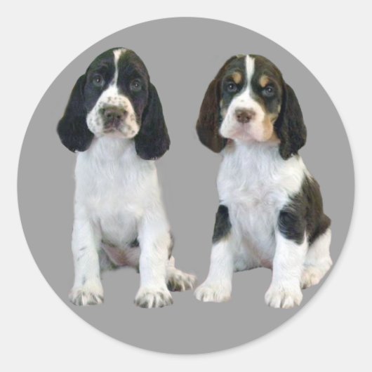 Engelse Springer Spaniel Puppies Sticker (Voorkant)