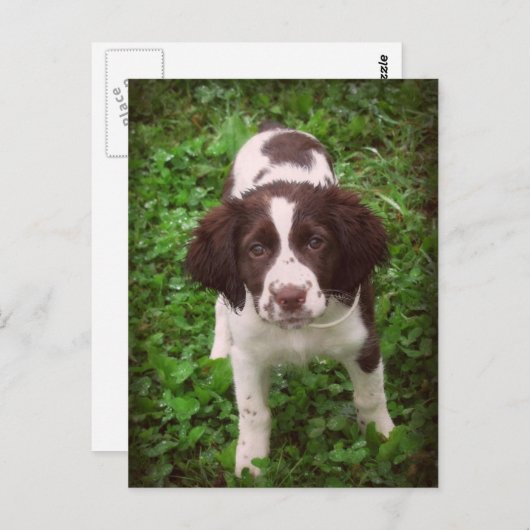 Engelse Springer Spaniel Puppy Card Briefkaart (Voorkant / Achterkant)