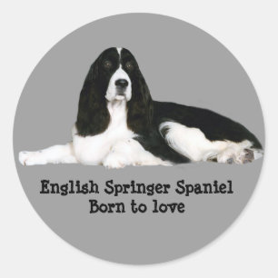 Engelse Springer Spaniel Sticker