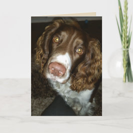 Engelse springer spaniel verjaardagskaart kaart
