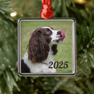 Engelse Springer Spaniel zitten, likken lippen Metalen Ornament