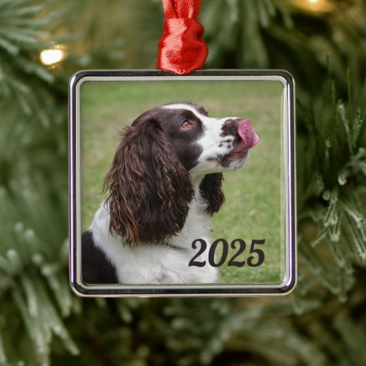 Engelse Springer Spaniel zitten, likken lippen Metalen Ornament (Boom)