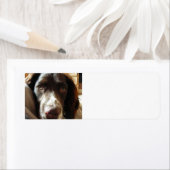 engelse springerspaniellever.png etiket (Insitu)