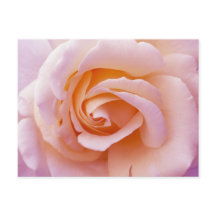 Engelse tuinschilder en roze roze roze roze