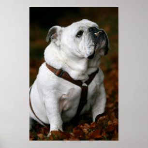 Engelstalige bulldog poster print