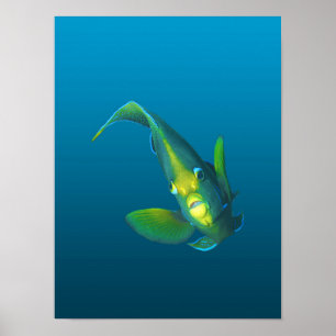 Engelvis - Elegantie op verloop van blauwe achterg Poster