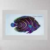  engelvis poster (Voorkant)