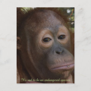 Engevaarlijk Species of Wildlife Orangutan Briefkaart