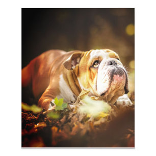 English Bulldog Forest Foto Afdruk