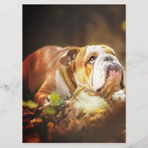 English Bulldog Forest Foto Menu