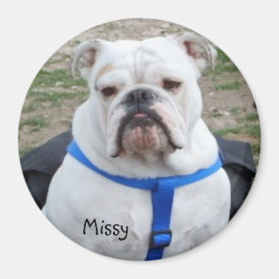 English Bulldog Missy Magnet Magneet