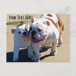 English Bulldogs You Belong With Me Briefkaart