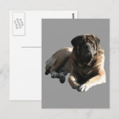 English Mastiff große Dogge Briefkaart (Voorkant / Achterkant)