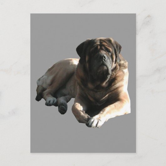 English Mastiff große Dogge Briefkaart (Voorkant)