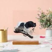 English Pointer  (Mariage)