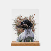 English Pointer  (Recto)