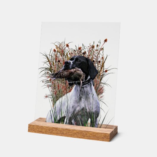 English Pointer (Angle)