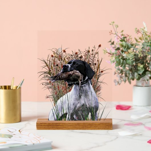 English Pointer  (Mariage)