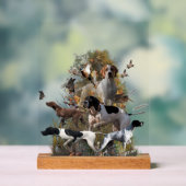 English Pointer  (Neutre)