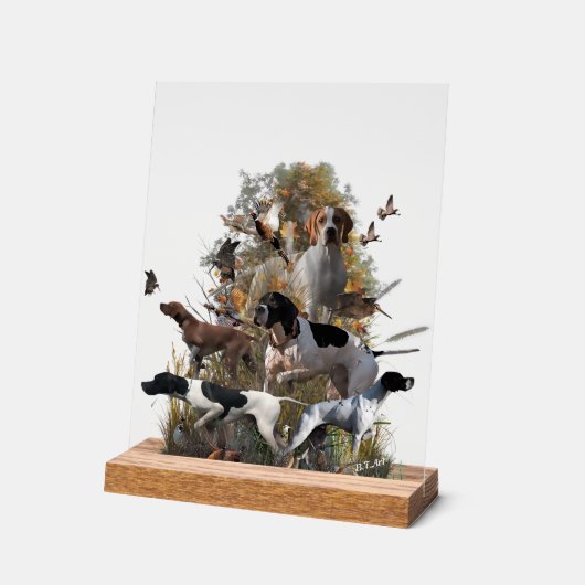 English Pointer  (Angle)