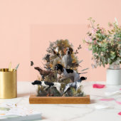 English Pointer  (Mariage)