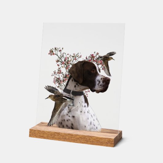 English Pointer  (Angle)