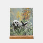 English Setter  (Recto)