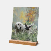 English Setter  (Angle)