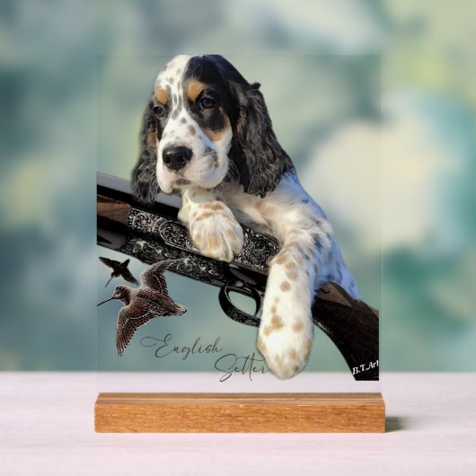 English Setter (Neutre)